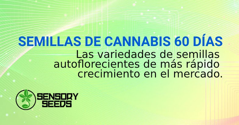 SEMILLAS DE CANNABIS 60 DÍAS