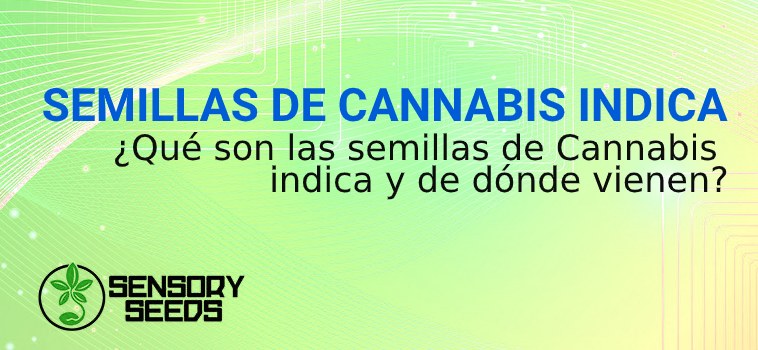 SEMILLAS DE CANNABIS INDICA