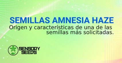 SEMILLAS de hierba legale AMNESIA HAZE