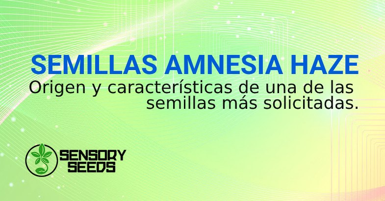 SEMILLAS de hierba legale AMNESIA HAZE