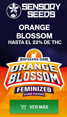 Banner Sensoryseeds Orange Blossom semillas de cannabis feminizadas