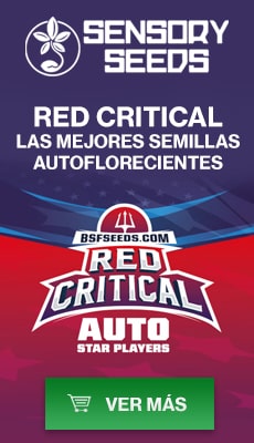 Banner Sensoryseeds Red Critical semillas de cannabis autoflorecientes