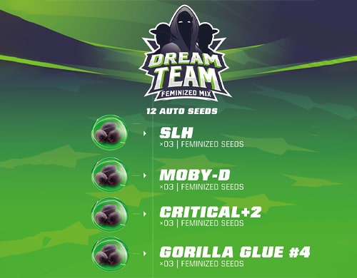 dream-team-kit-cannabis-semillas cannabis-mix-variedad-semillas