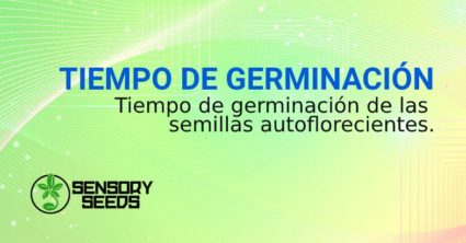 germinación de semillas autoflorecientes