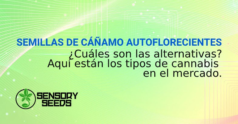 mejores SEMILLAS DE CÁÑAMO AUTOFLORECIENTES