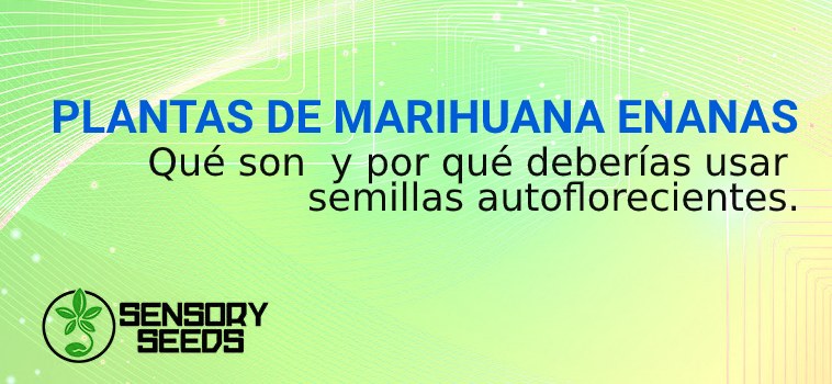 semillas autoflorecientes y marihuana enanas