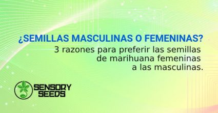 semillas de marihuana femeninas y masculinas