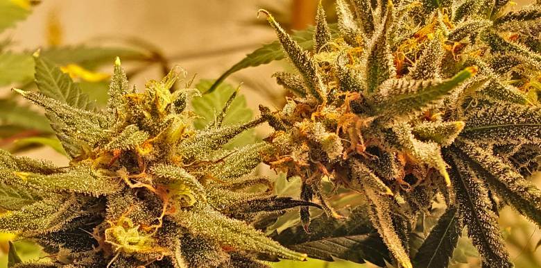 variedades de semillas de marihuana autoflorecientes