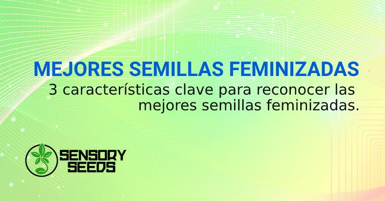 RECONOCER LAS MEJORES SEMILLAS FEMINIZADAS