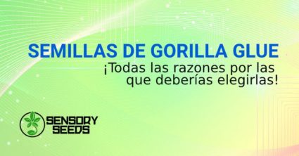 comprar SEMILLAS DE marihuana GORILLA GLUE