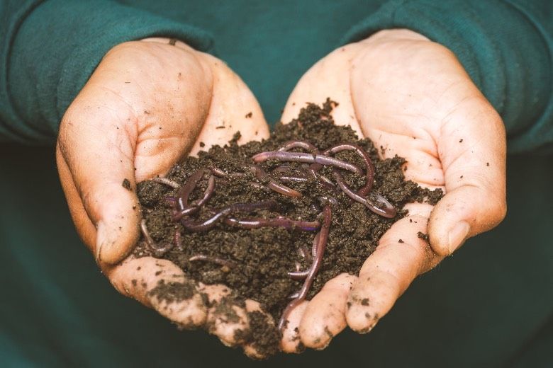 fertilizantes orgánicos para semillas de marihuana