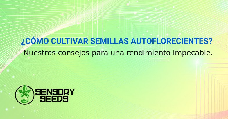 CÓMO CULTIVAR SEMILLAS AUTOFLORECIENTES