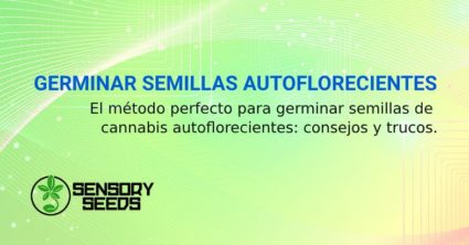 GERMINAR SEMILLAS AUTOFLORECIENTES