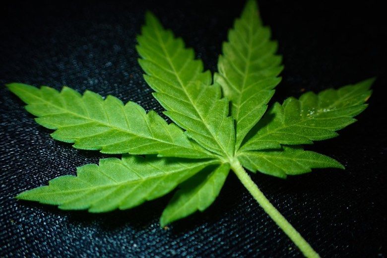 Hojas y Semillas de Cannabis Indica 