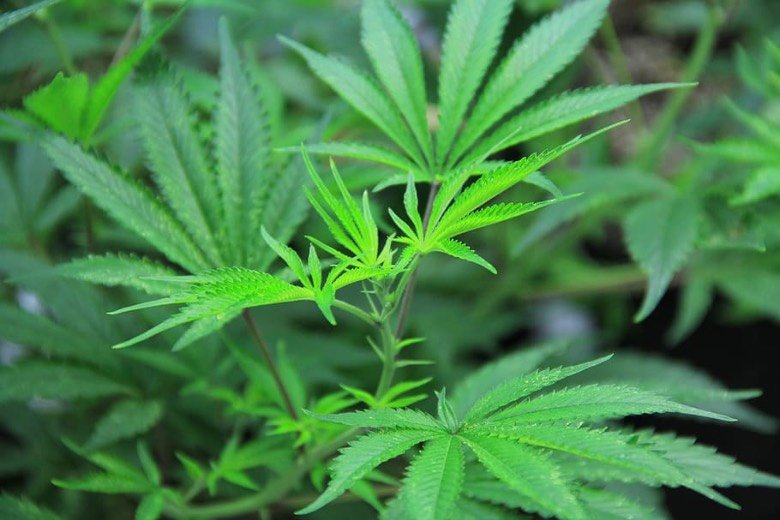 Hojas y Semillas de Cannabis sativa