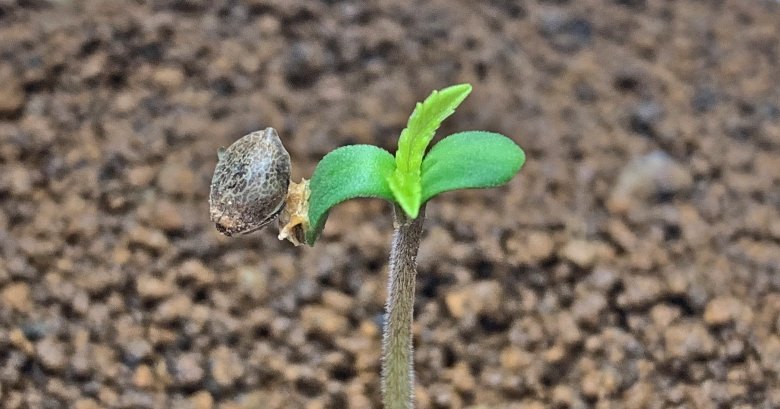 Plantar semillas de cannabis en un apartamento