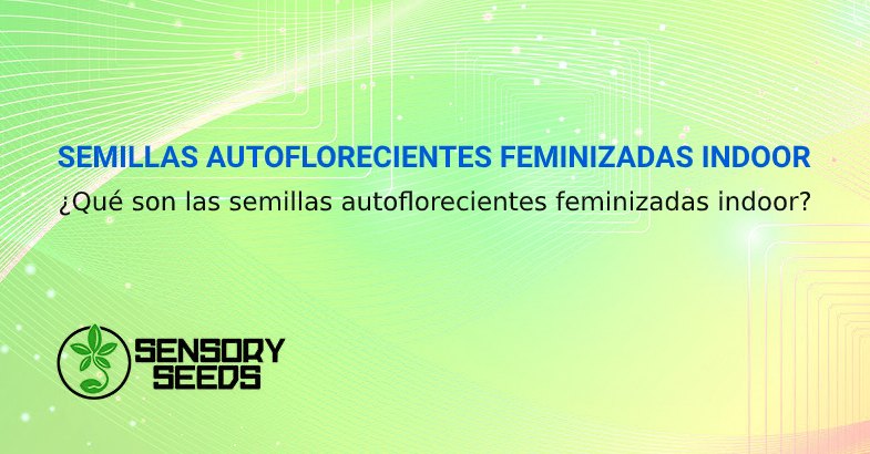 Semillas autoflorecientes feminizadas indoor