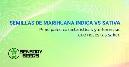 SEMILLAS DE MARIHUANA INDICA VS SATIVA