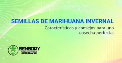 SEMILLAS DE MARIHUANA INVERNAL