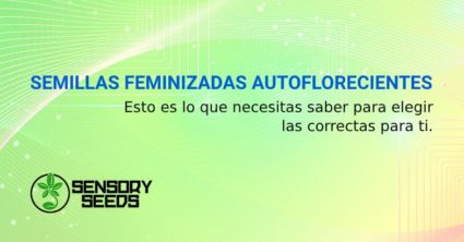 SEMILLAS FEMINIZADAS AUTOFLORECIENTES