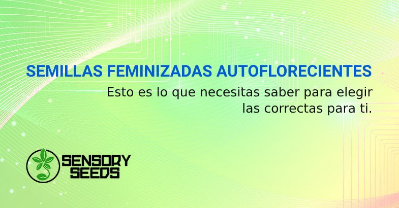 SEMILLAS FEMINIZADAS AUTOFLORECIENTES