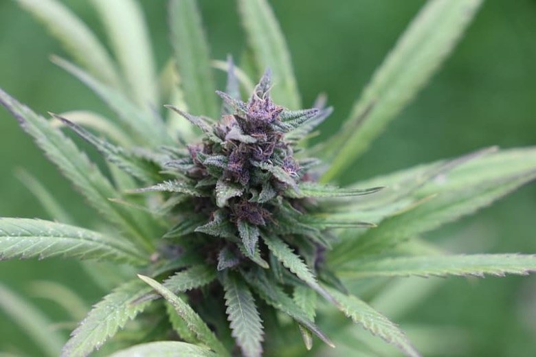 Semillas de cannabis Purple Haze