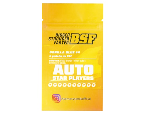 descripcion-semillas-autoflorecientes-cannabis-a-granel-gorilla-glue-4 Descripción de semillas autoflorecientes de cannabis a granel de Gorilla Glue 4