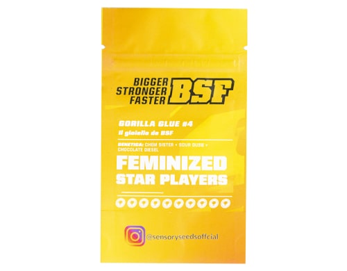 descripcion-semillas-feminizadas-a-granel-gorilla-glue-4 Descripción de semillas feminizadas a granel de Gorilla Glue 4