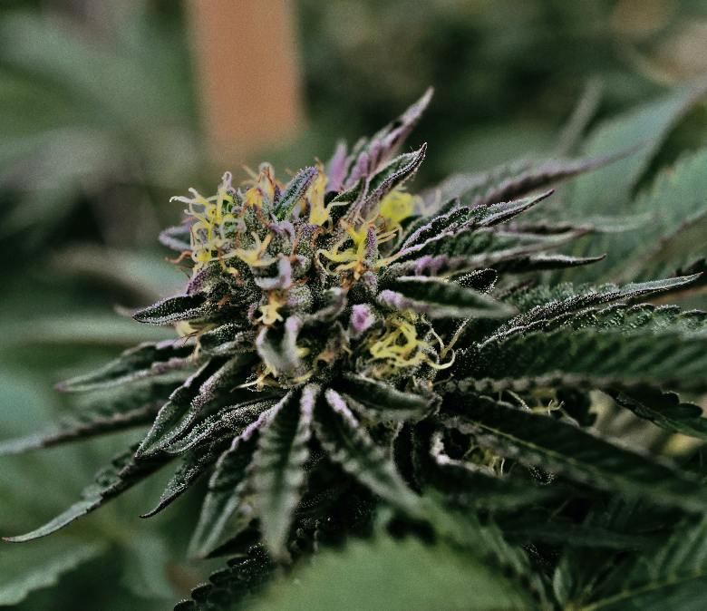las semillas de cannabis generan plantas con flores de thc