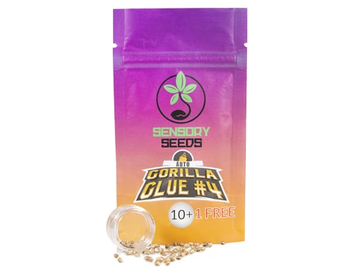 paquete-semillas-autoflorecientes-cannabis-a-granel-gorilla-glue-4 Paquete de semillas autoflorecientes de cannabis a granel de Gorilla Glue 4