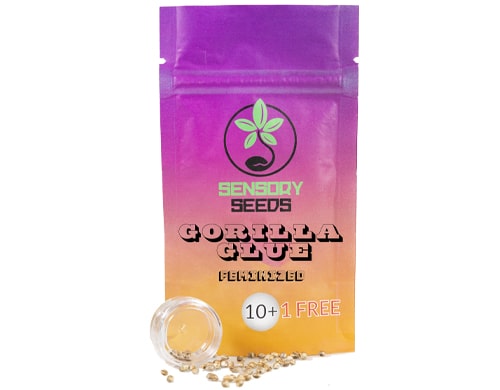 paquete-semillas-feminizadas-a-granel-gorilla-glue-4 Paquete de semillas feminizadas a granel de Gorilla Glue 4