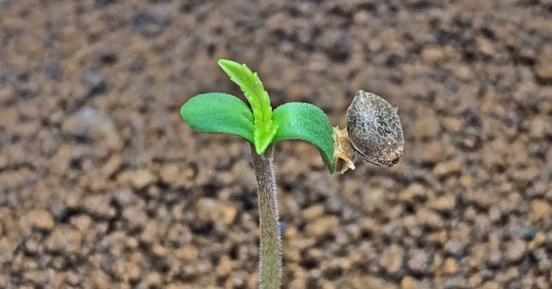 semillas de cannabis autoflorecientes feminizadas