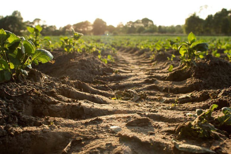 semillas feminizadas de cultivo al aire libre