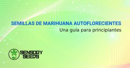 SEMILLAS DE MARIHUANA AUTOFLORECIENTES