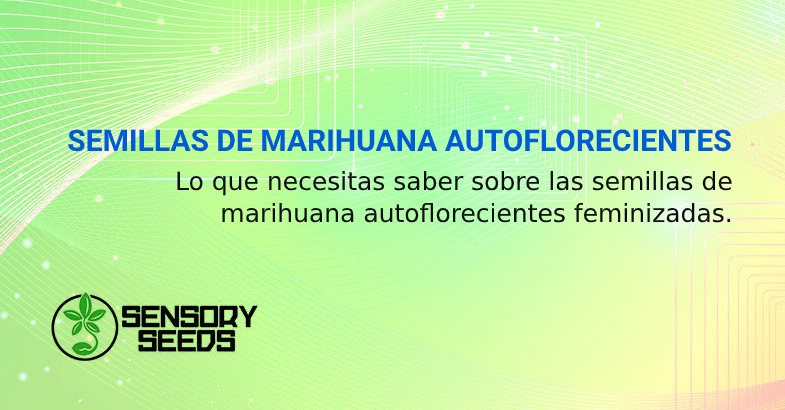 SEMILLAS DE MARIHUANA AUTOFLORECIENTES FEMINIZADAS