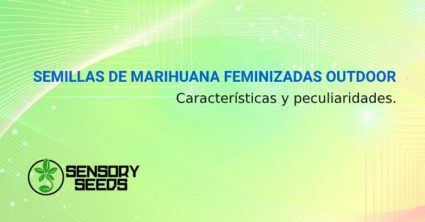 SEMILLAS DE MARIHUANA FEMINIZADAS OUTDOOR