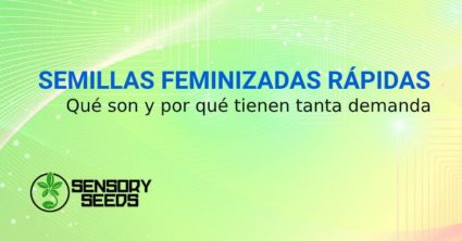 SEMILLAS FEMINIZADAS RÁPIDAS