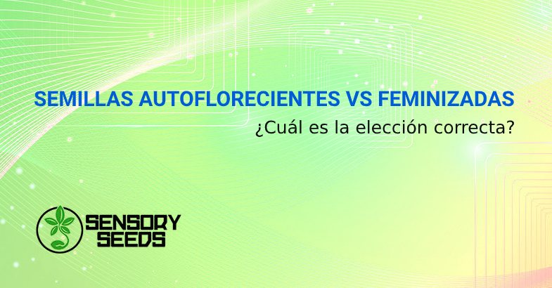 Semillas autoflorecientes VS feminizadas