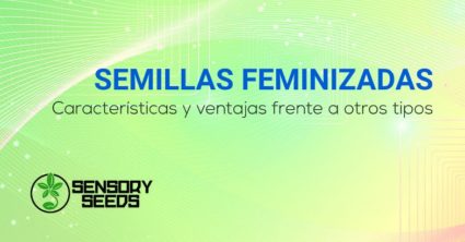 Semillas feminizadas caracteristicas