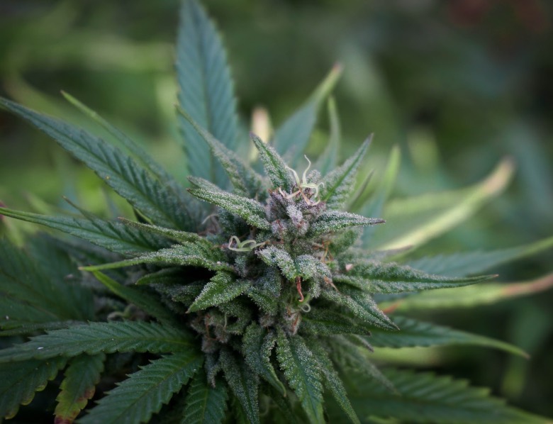 bancos de semillas de marihuana bsf seeds