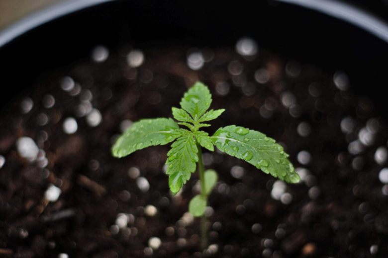 cultivar una marihuana bonsái a partir de semillas de cannabis