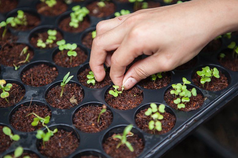 guano de murciélago para las plantas y semillas de marihuana