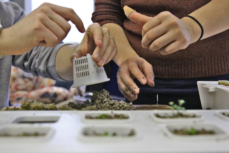 invernadero hidropónico y semillas de cannabis