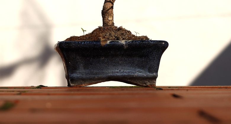 maceta para cultivar bonsáis a partir de semillas de cannabis
