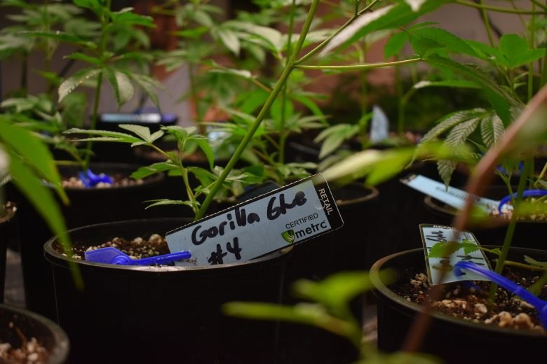 mejor marihuana y semillas de cannabis gorilla glue