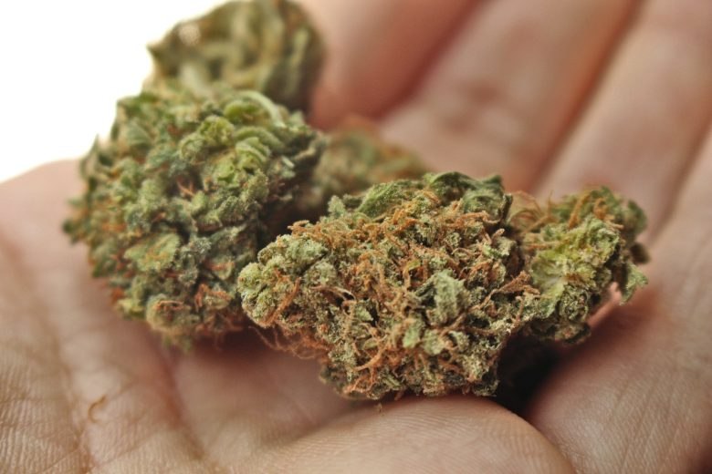mejores tipos de semillas de cannabis y marihuana