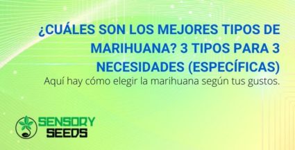 ¿Cuáles son los mejores tipos de marihuana? 3 tipos para 3 necesidades (específicas)