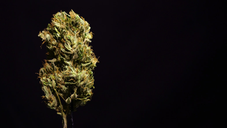 Es seguro comprar semillas de cannabis en línea
