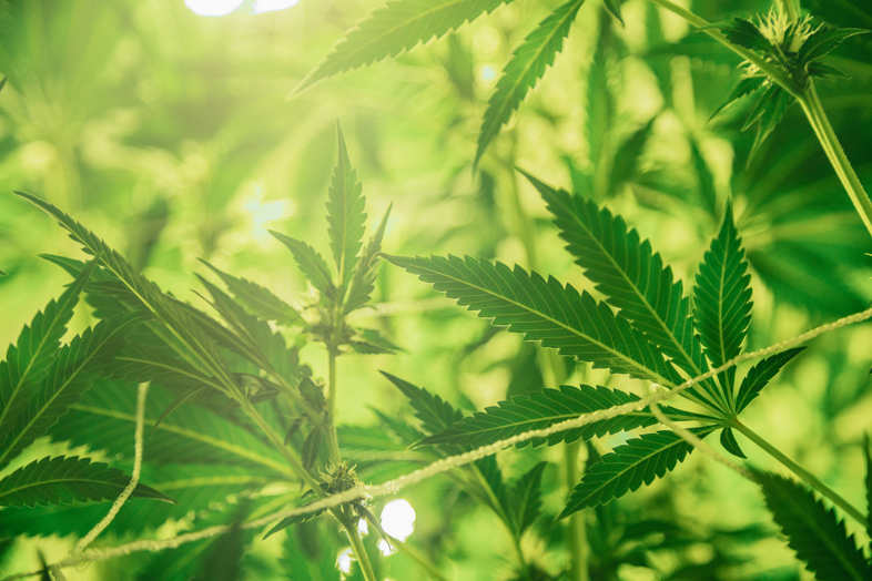 Las 3 mejores semillas de cannabis Indica 2