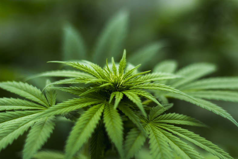 Las 3 mejores semillas de cannabis Indica